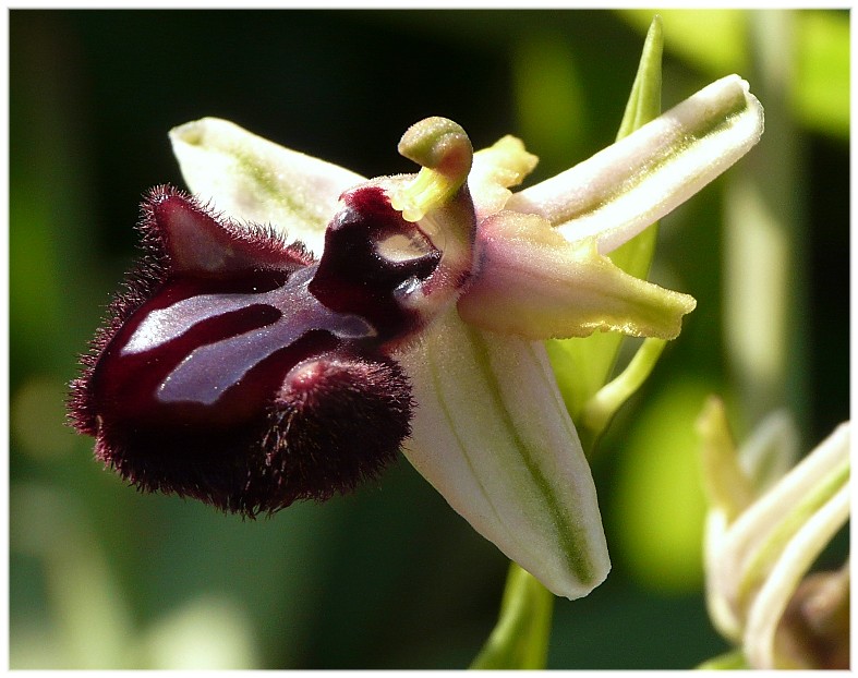 Ibrido Ophrys bertoloniiformis x O. incubacea